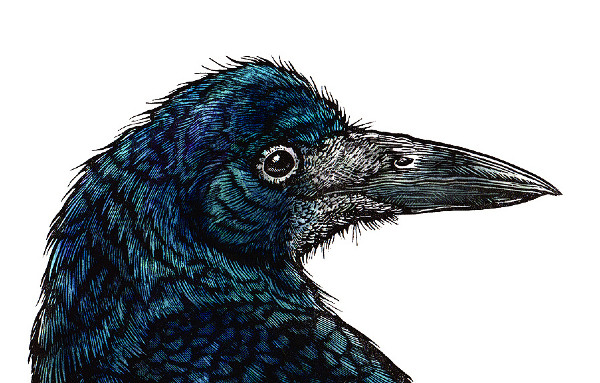 Handsome Rook (Detail)