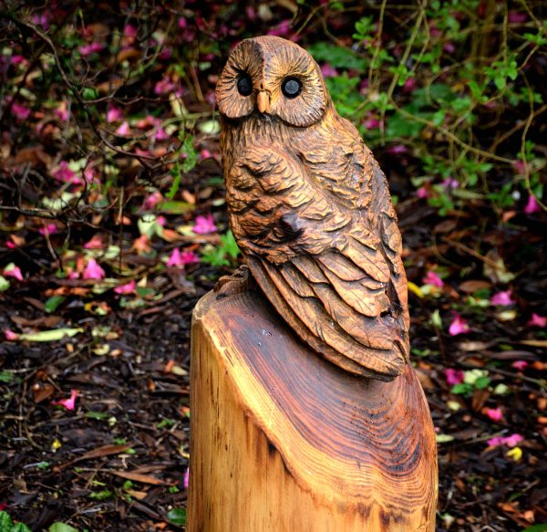 Tawny Owl 