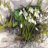 Winter Snowdrops