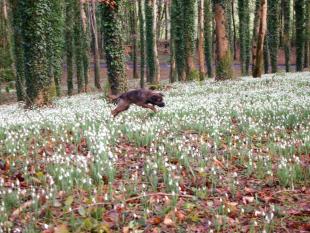 Delamore Mount Snowdrops Festival