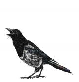 Magpie III